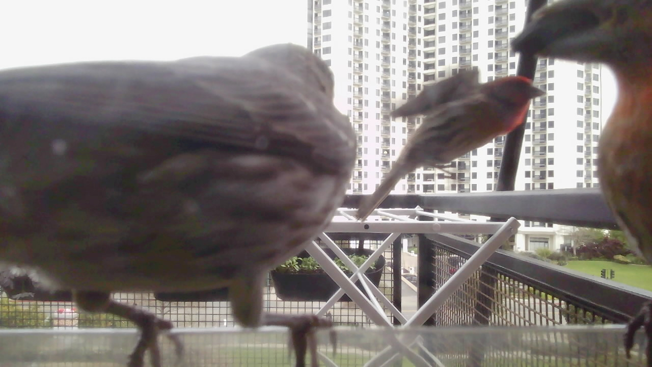 Three House Finches up close